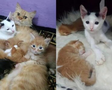 Un chaton orphelin se faufile dans le lit avec de petits chatons et insiste pour faire partie de leur famille