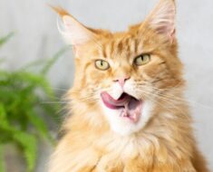 Mauvaise haleine chez le chat : comment la prévenir et la traiter