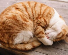8 positions de sommeil les plus courantes pour les chats et leur signification