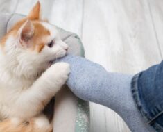 Pourquoi les chats mordent les chevilles et comment y faire face