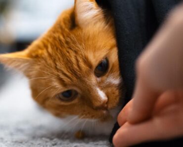 Pourquoi mon chat agit-il bizarrement ? Quand s’inquiéter