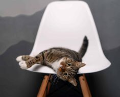 Voici la raison pour laquelle votre chat vole votre chaise chaque fois que vous vous levez