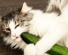 Votre chat a peur des concombres ? Voici pourquoi!