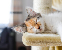 Les chats rêvent-ils ? Les secrets du sommeil félin révélés
