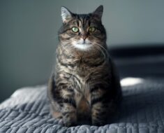 8 façons d’aider votre chat à perdre du poids