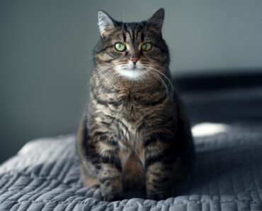 8 façons d’aider votre chat à perdre du poids