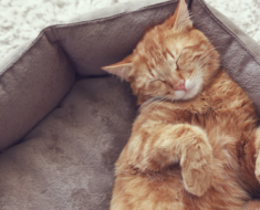 20 positions de sommeil pour les chats et ce qu’elles signifient
