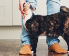 Comment faire en sorte que votre chat vous aime encore plus, 8 façons