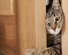 Mon chat miaule et gratte à ma porte la nuit, comment puis-je l’arrêter ?