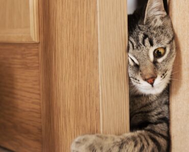 Mon chat miaule et gratte à ma porte la nuit, comment puis-je l’arrêter ?