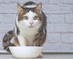 Voici à quelle fréquence vous devez laver la gamelle de nourriture de votre chat