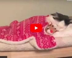 Ce chat s’endort dans un petit lit humain, si mignon