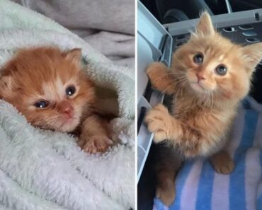 Le chaton a souhaité rester avec la famille qui l’a sauvé et son souhait s’est réalisé
