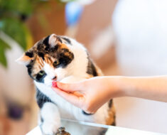 Partager, c’est prendre soin : des aliments que vous pouvez partager en toute sécurité avec vos chats