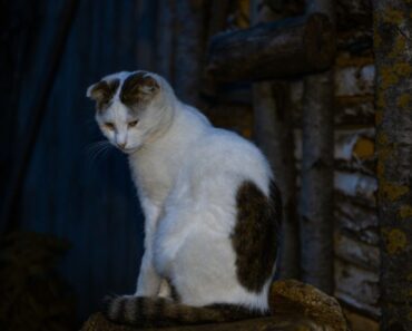 Pourquoi un chat pleure-t-il dehors la nuit et comment puis-je l’arrêter ?