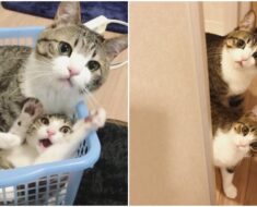 Un chat sauvé d’un refuge retrouve son “frère d’une autre mère” et en est maintenant obsédé
