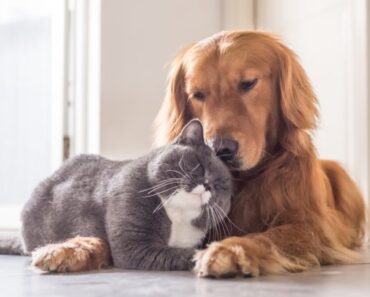 Les chats et les chiens peuvent-ils avoir des bébés ? Choses que vous devez savoir !