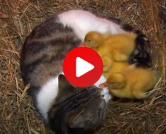 Une mère chat adopte et allaite trois petits canetons