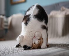 Pourquoi les chats se mordent-ils le cou ? Meilleure explication !