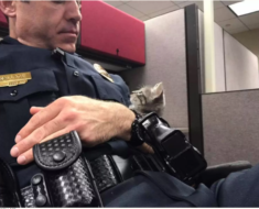 At The Police Station A Cop Consoles A Lost Kitten And Decides To Become Her New Father