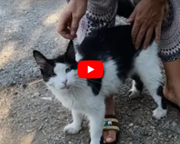 Ce chat mignon était très excité et heureux de me voir