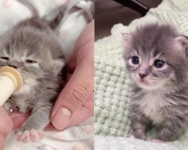 Un chaton de 10 jours s’accroche aux mains qui l’ont aidée et se transforme en une machine à ronronner duveteuse