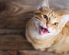 Does your cat meow at night? What does this evening chatter mean and what can you do about it