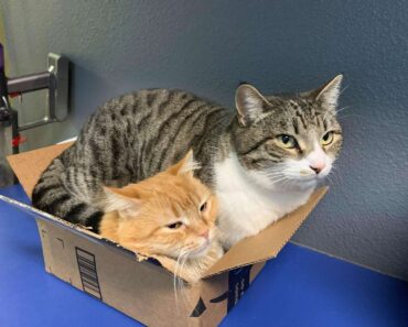 Working In An Animal Hospital A Cat Insists On Petting All Of The Patients