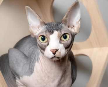 Ce que vous devez savoir avant de ramener à la maison un chat Sphynx