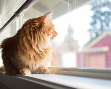 4 façons de divertir votre chat d’intérieur pendant votre absence