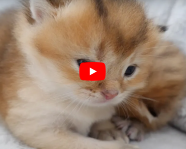 Ce chaton se bat contre maman chat malgré son joli visage