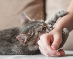 Pourquoi mon chat m’attrape-t-il la main et me mord : 8 raisons