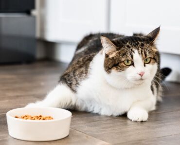 Mon chat ne mange pas ? Voici pourquoi et ce que vous pouvez faire