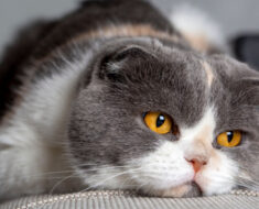 Les chats pleurent-ils quand ils sont tristes ou souffrent ?