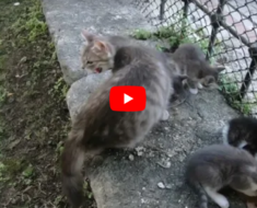 Maman chat attaque un autre chat qui s’approche de ses chatons