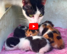 Cette maman chat nettoie ses chatons nouveau-nés, tellement adorables