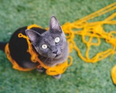 10 Articles ménagers avec lesquels les chats aiment jouer, mais devraient-ils le faire ?