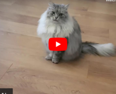 Ce chat sibérien fait des sauts périlleux arrière quand on lui demande