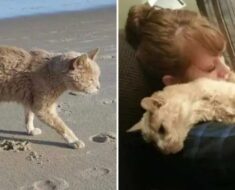 Une femme sauve un chat abandonné de 21 ans et lui offre les meilleurs jours qui lui restent