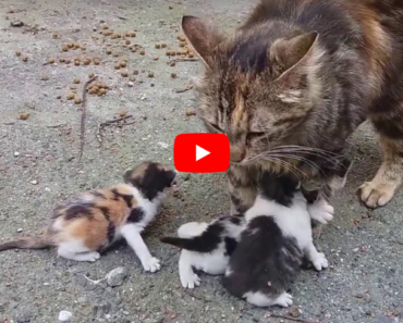 Les chatons miaulent très fort pour maman chat, Ils sont très beaux