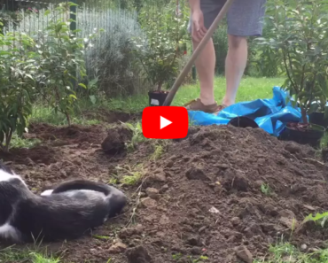 Ce chat devient fou et saute partout quand son maître fait du jardinage