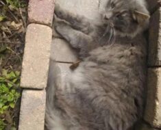 Cat Befriends A Chipmunk And Spends All Day Cuddling With It