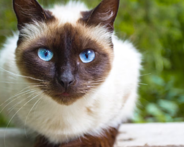 Chat siamois : profil de race, caractéristiques et soins