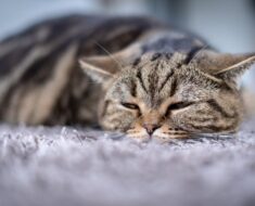 Troubles de l’alimentation pouvant affecter les chats : causes, signes et traitement examinés par le vétérinaire