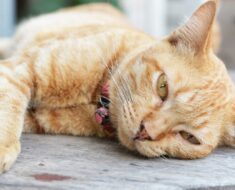 10 signes subtils que votre chat pourrait être malade