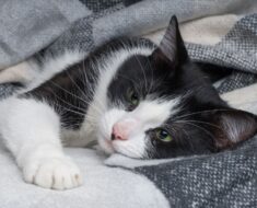 Comment savoir si votre chat est malade : signes et symptômes