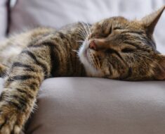 10 conseils pour apprendre à votre chat à dormir toute la nuit