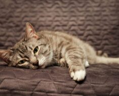 12 Signes que votre chat est en train de mourir, et ce que vous devriez faire pour y remédier