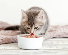 Qu’est-ce que les chats aiment manger au petit-déjeuner ? Plus 3 idées délicieuses !