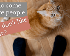 Top 5 Reasons Some People Just Don’t Like Cats